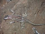 Galapagos 2-2-09 Santa Fe Lava Lizard